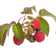 raspberry-539144_640